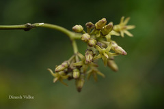 Parsonsia alboflavescens